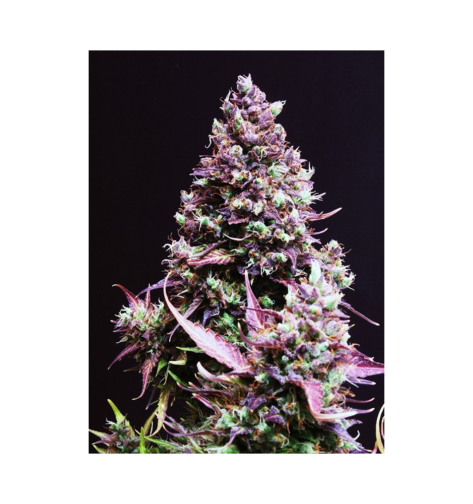 Sweet Seeds | Semi Cream Caramel Auto Autofiorenti Femminizzati | 3+1 ...