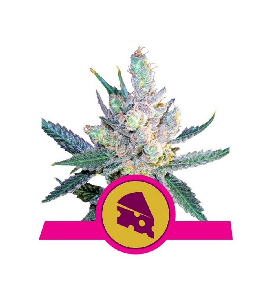 Royal Queen Seeds, Semi Royal Cheese Femminizzati Fem, 1, 3, 5, 10