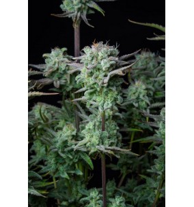 Sweet Seeds, Semi Red Strawberry Banana Auto, Autofiorenti Femminizzati, 3+1