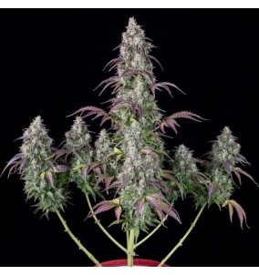 Fast Buds - G14 - Semi autofiorenti femminizzati